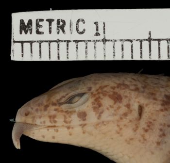Media type: image;   Herpetology R-20134
